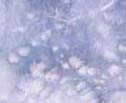 AnnBell_LusciousLayersSmall.JPG (4945 bytes)
