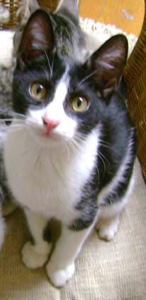 Buddy_t_6in